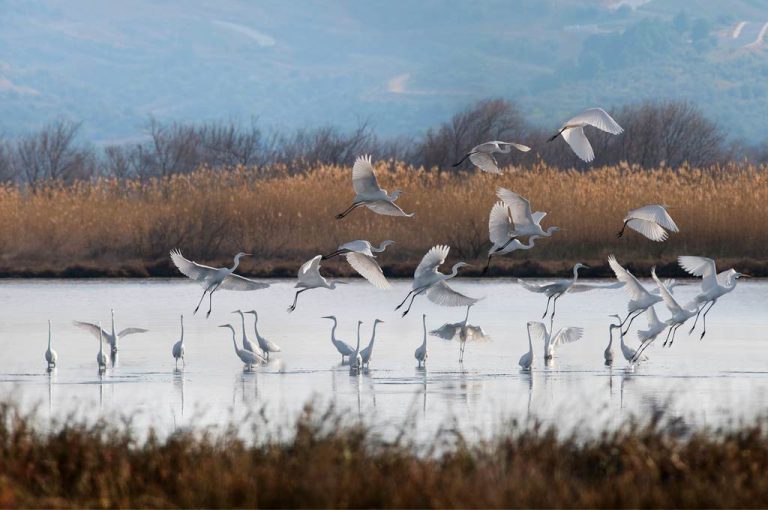 Birds